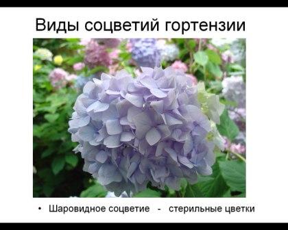 Шаровидное соцветие гортензии садовой (крупнолистной)