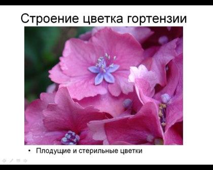 Плодущие и стерильные цветки гортензии крупнолистной (Садовой)